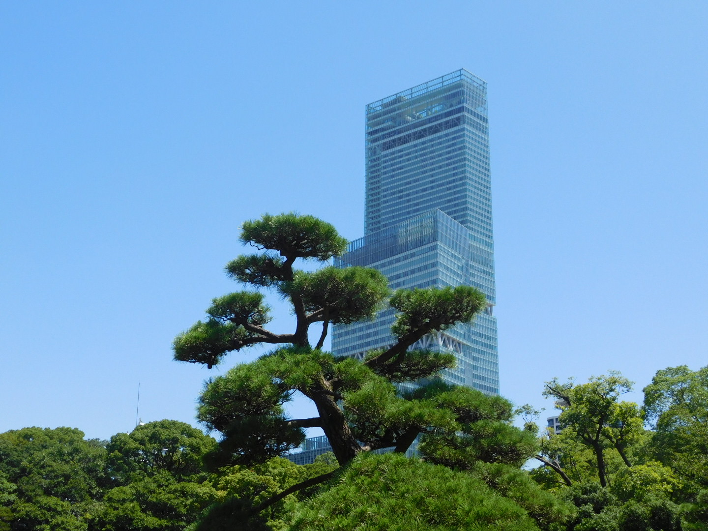 A Tall Bonsai-like tree in front of a tall building